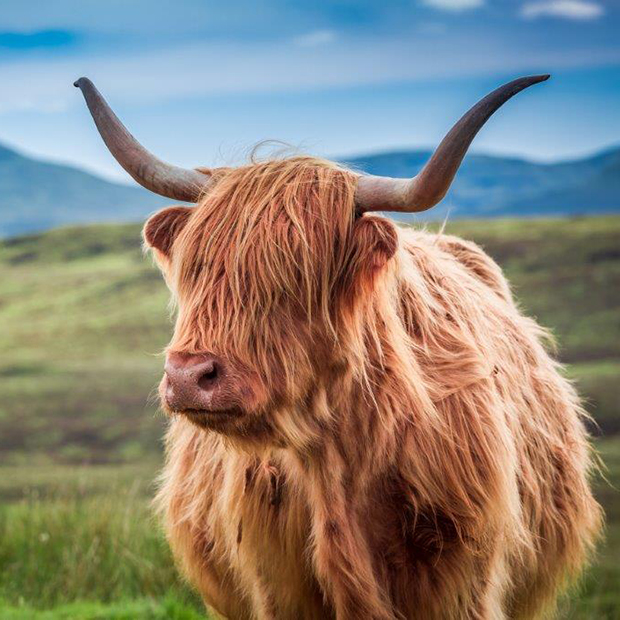 Avenue Six Scotland